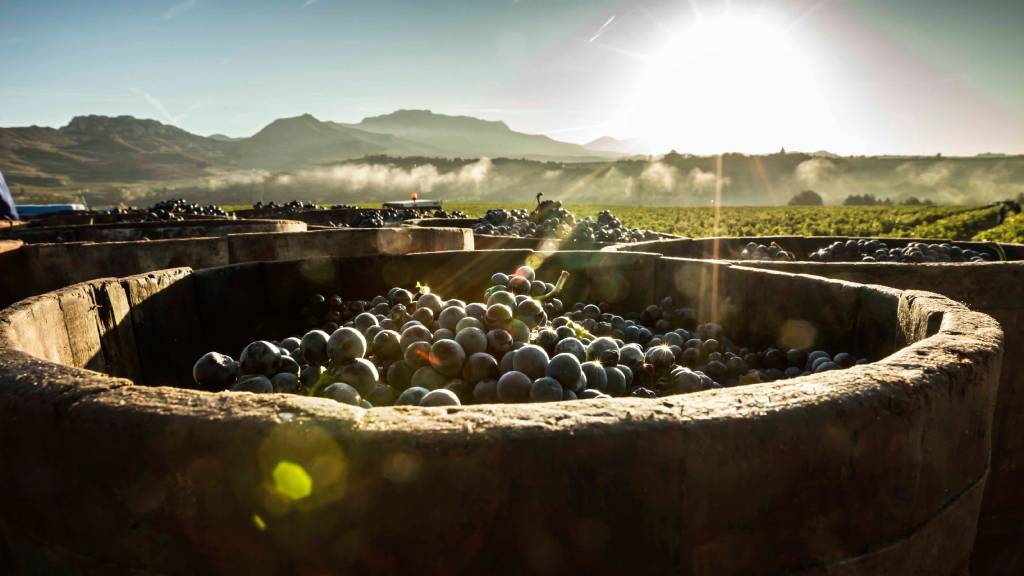 rioja vinos premiados